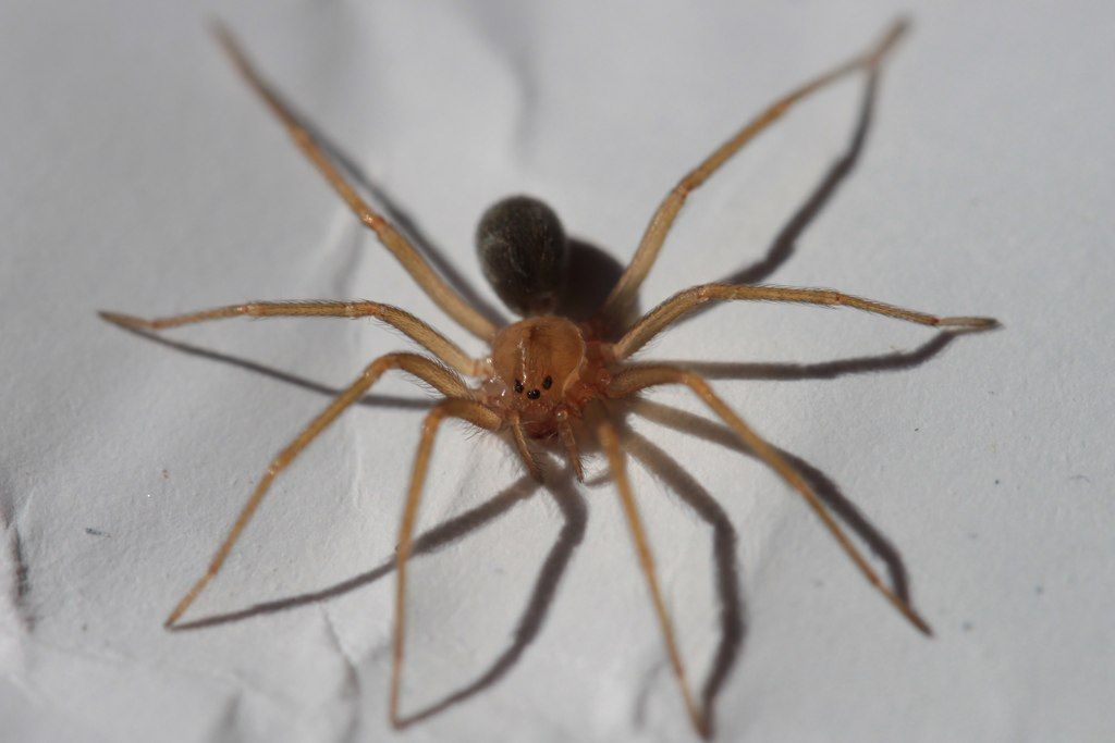 Aranha-marrom sobre uma parede clara