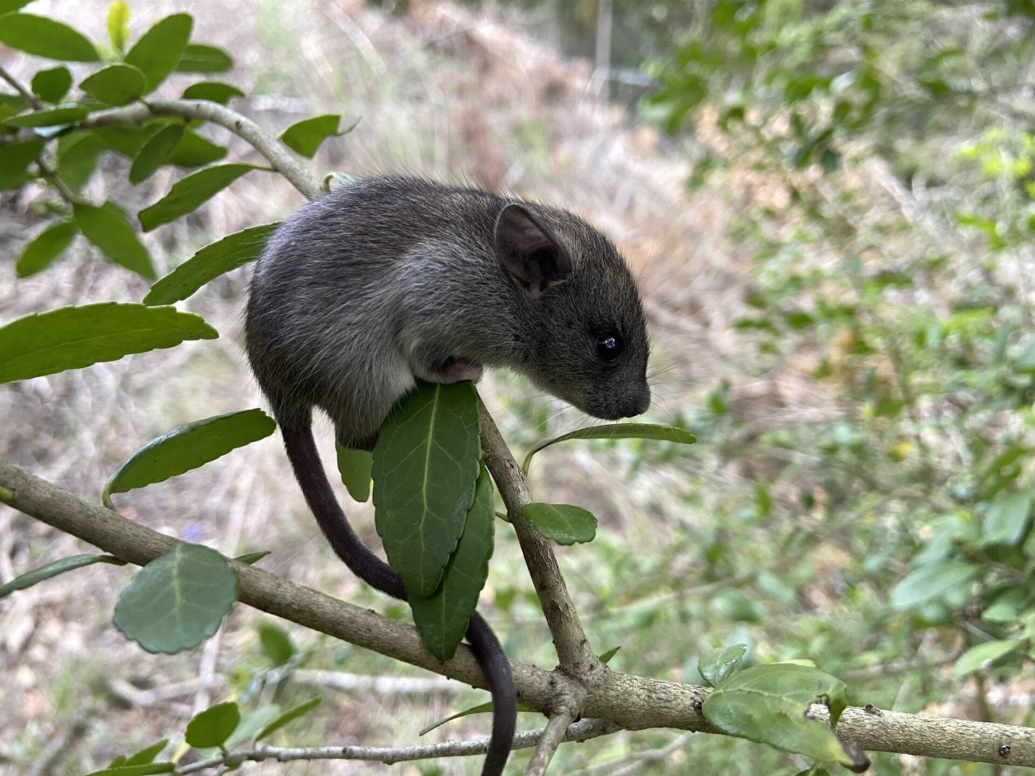 Rato num galho de árvore